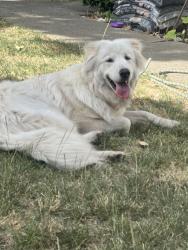 Found/Stray Male Dog last seen Tamarisk/westland, Stockton, CA 95207