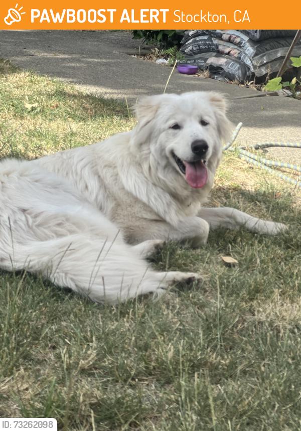 Found/Stray Male Dog last seen Tamarisk/westland, Stockton, CA 95207