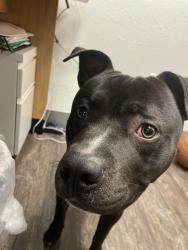 Found/Stray Male Dog last seen Near Thornwood and blossom hill, San Jose, CA 95123
