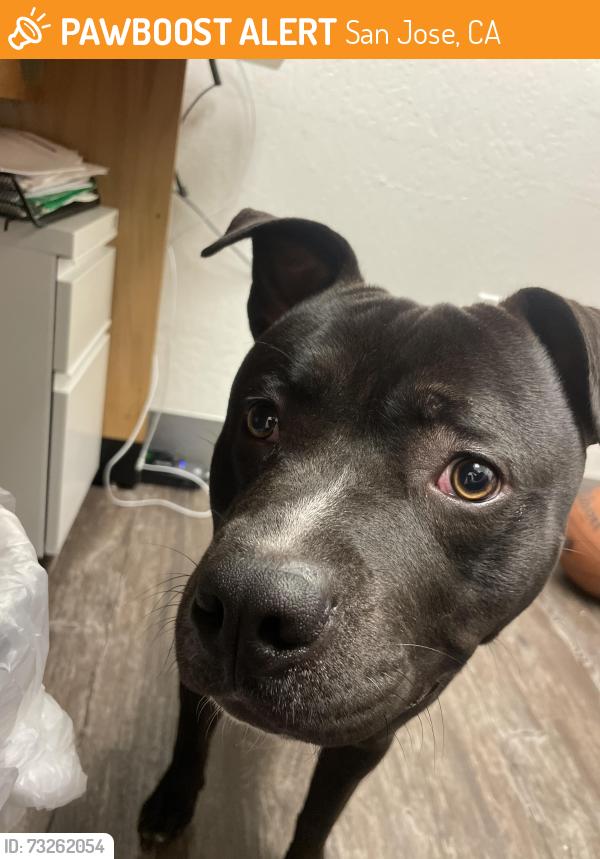 Found/Stray Male Dog last seen Near Thornwood and blossom hill, San Jose, CA 95123