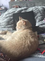 Reunited Male Cat last seen Metro point, Greater Landover, MD 20785