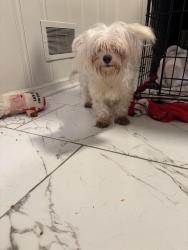 Found/Stray Unknown Dog last seen Parkland, Memphis, TN 38103