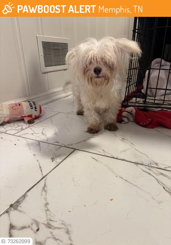 Found/Stray Unknown Dog last seen Parkland, Memphis, TN 38103
