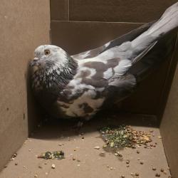 Shelter Stray Unknown Other last seen , 361 S Raymond Ave, Pasadena, CA 91105, USA