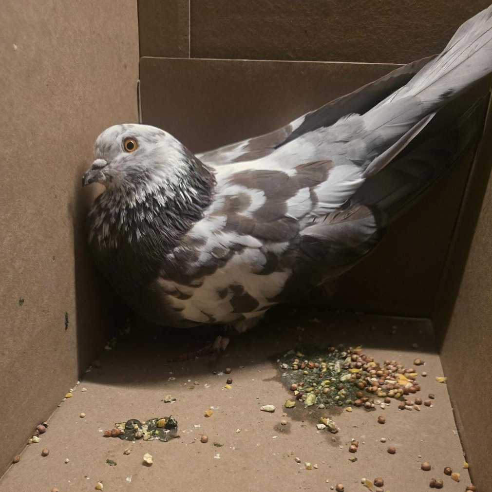 Shelter Stray Unknown Other last seen , 361 S Raymond Ave, Pasadena, CA 91105, USA