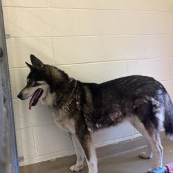 Shelter Stray Female Dog last seen , 14 Forever Friend Ln, Asheville, NC 28806, USA