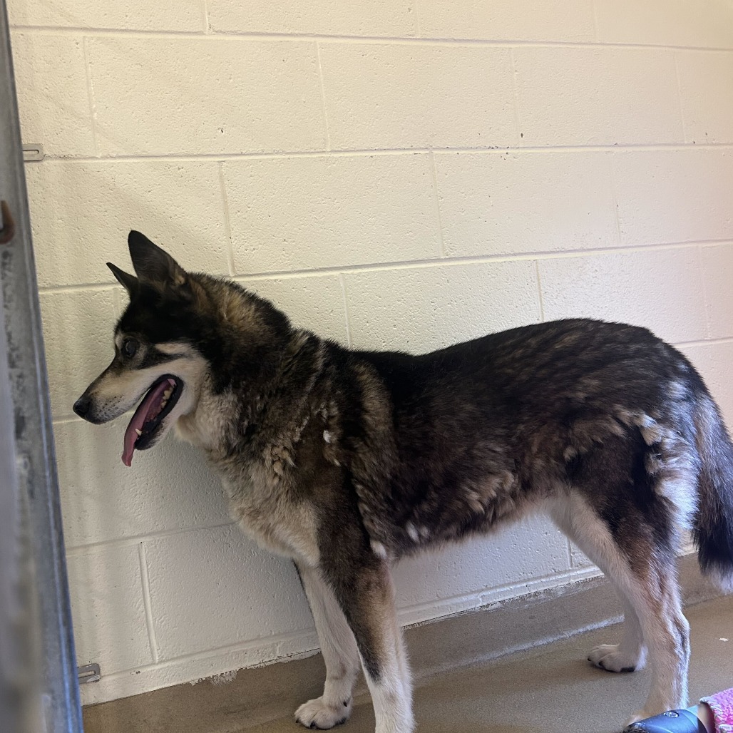 Shelter Stray Female Dog last seen , 14 Forever Friend Ln, Asheville, NC 28806, USA