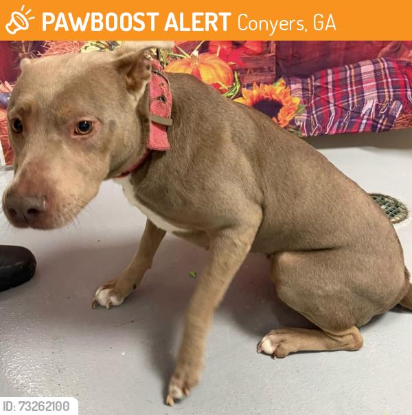 Found/Stray Female Dog last seen Located at Rockdale County Animal Service, 1506 Rockbridge Road, Conyers, GA 30012, Conyers, GA 30012