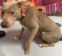 Found/Stray Female Dog last seen Located at Rockdale County Animal Service, 1506 Rockbridge Road, Conyers, GA 30012, Conyers, GA 30012