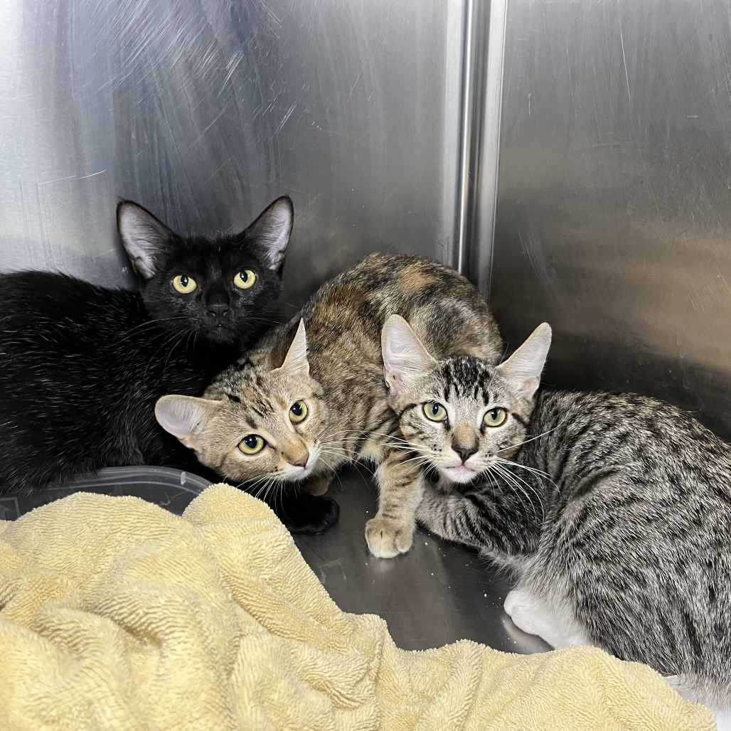 Shelter Stray Unknown Cat last seen , 4575 E Mesquite Ave, Palm Springs, CA 92264, USA