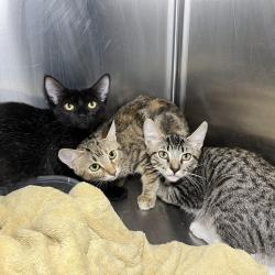 Shelter Stray Unknown Cat last seen , 4575 E Mesquite Ave, Palm Springs, CA 92264, USA
