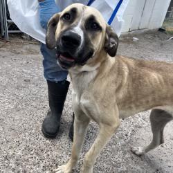Shelter Stray Female Dog last seen , 2451 N Expressway 281, Edinburg, TX 78541, USA