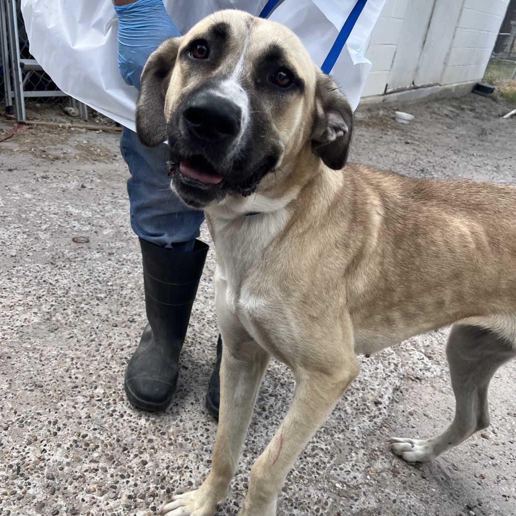 Shelter Stray Female Dog last seen , 2451 N Expressway 281, Edinburg, TX 78541, USA