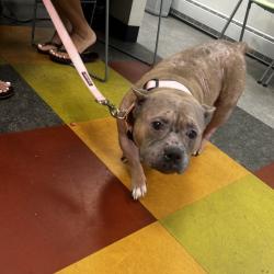 Shelter Stray Female Dog last seen , Animal Care & Control Team of Philly, 111 W Hunting Park Ave, Philadelphia, PA 19140, USA
