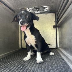 Shelter Stray Male Dog last seen , 2451 N Expressway 281, Edinburg, TX 78541, USA