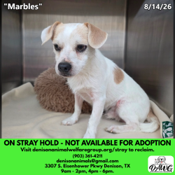Shelter Stray Male Dog last seen , 3307 S Eisenhower Pkwy, Denison, TX 75020, USA