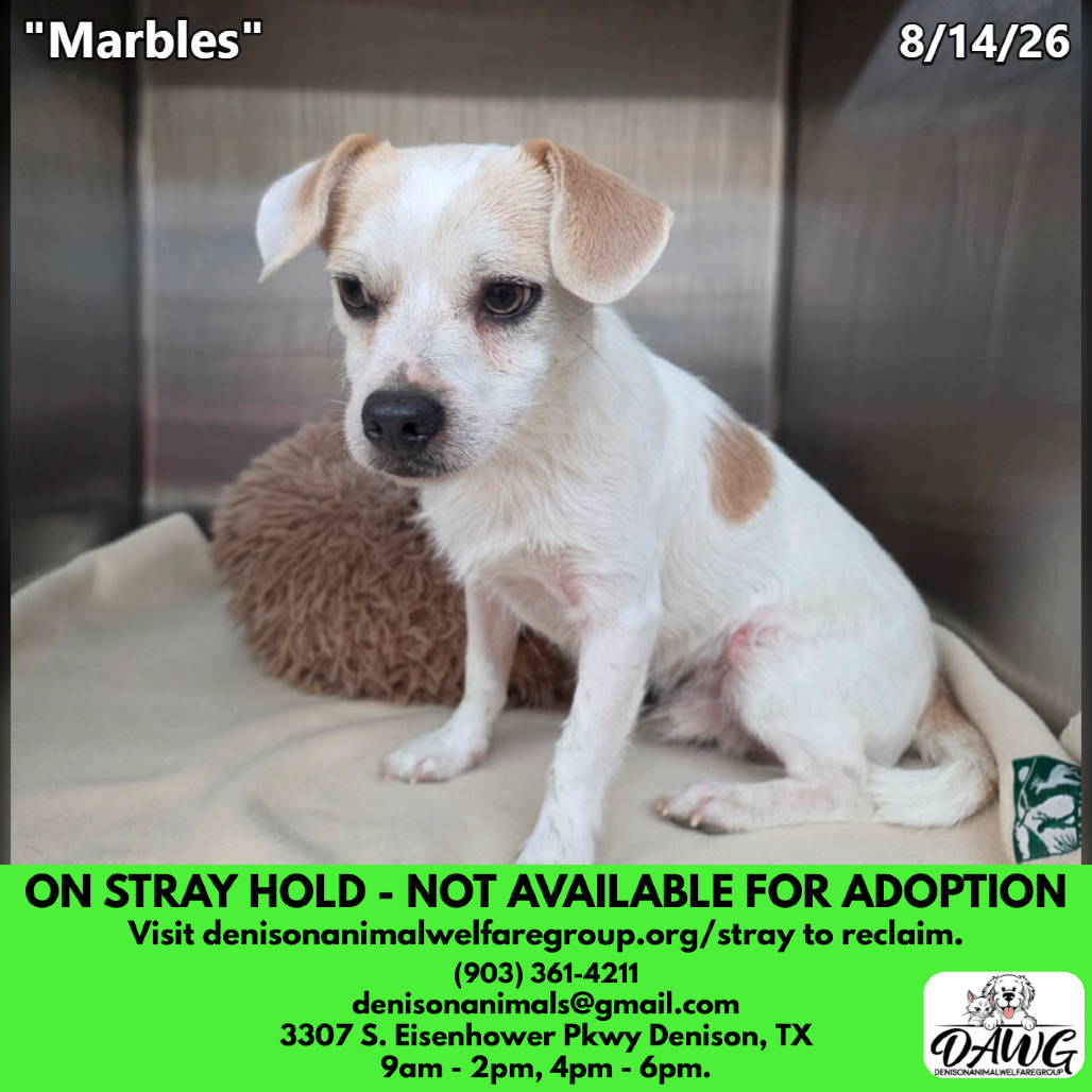Shelter Stray Male Dog last seen , 3307 S Eisenhower Pkwy, Denison, TX 75020, USA