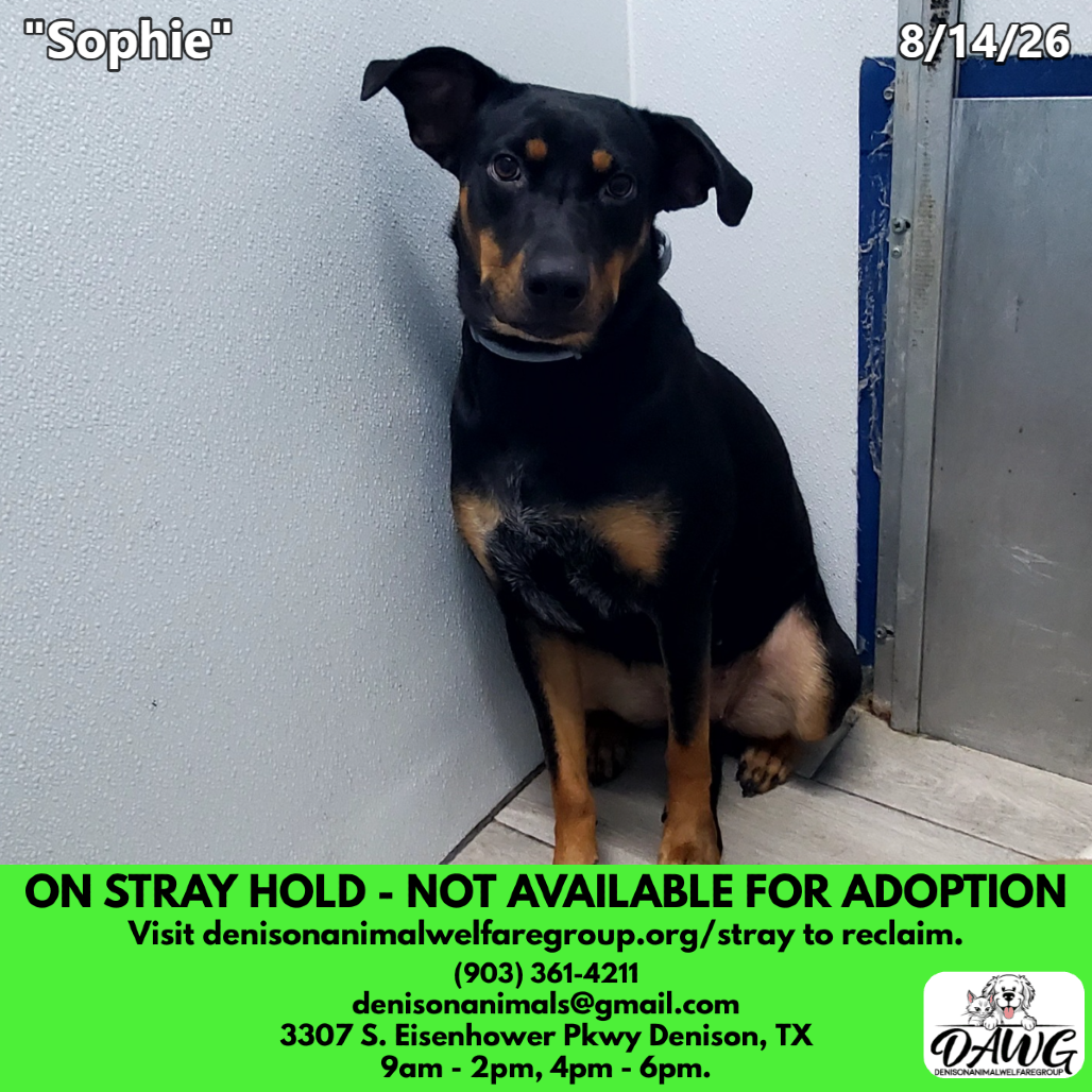 Shelter Stray Female Dog last seen , 3307 S Eisenhower Pkwy, Denison, TX 75020, USA