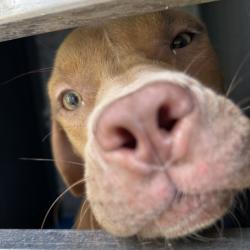 Shelter Stray Female Dog last seen , 980 Guilford College Rd, Greensboro, NC 27409, USA