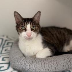 Shelter Stray Female Cat last seen , 8020 Washington St, Port Richey, FL 34668, USA