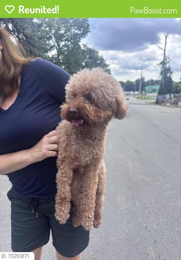 Reunited Unknown Dog last seen Windridge & Hwy 7, Markham, ON 