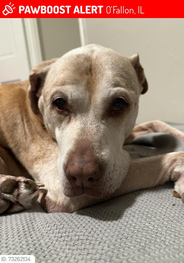 Lost Female Dog last seen Witte Farms, O'Fallon, IL 62269
