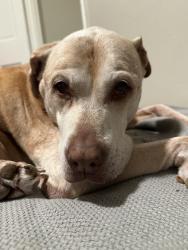 Lost Female Dog last seen Witte Farms, O'Fallon, IL 62269