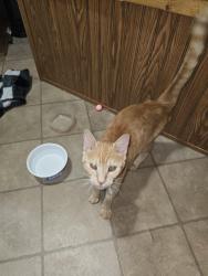 Found/Stray Unknown Cat last seen High ridge circle, Maiden, NC 28650