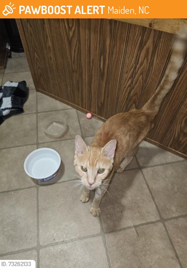 Found/Stray Unknown Cat last seen High ridge circle, Maiden, NC 28650