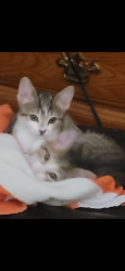 Lost Female Cat last seen Stevenson Drive, Belton., Belton, SC 29627