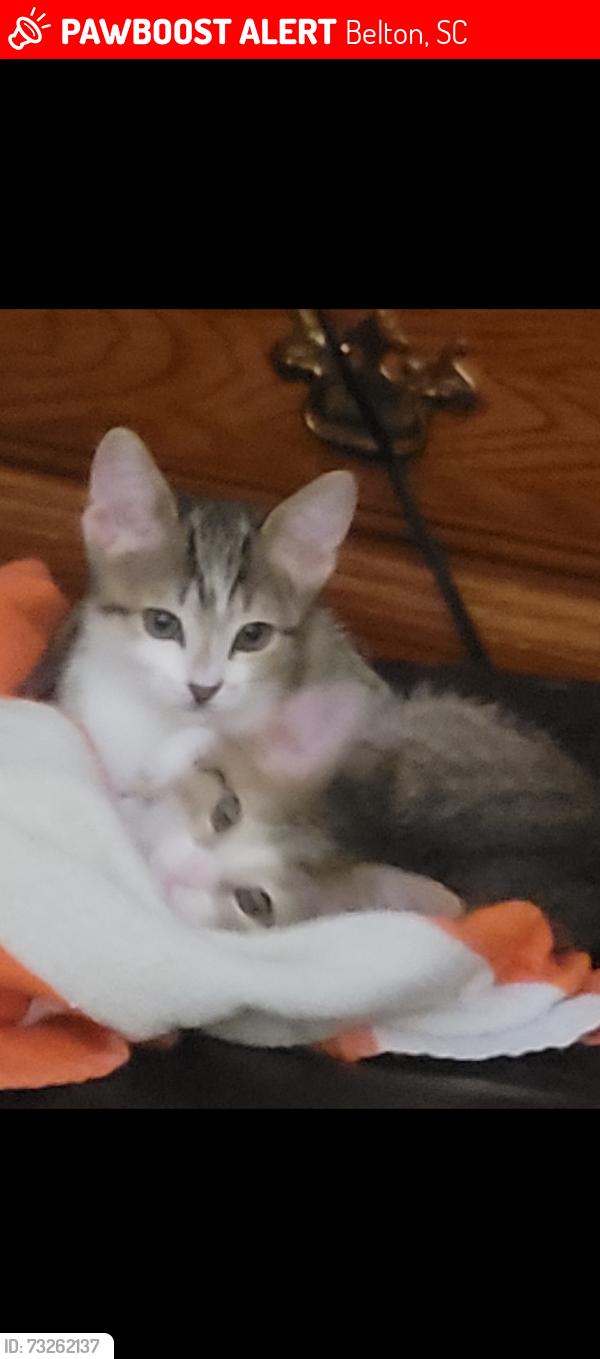 Lost Female Cat last seen Stevenson Drive, Belton., Belton, SC 29627