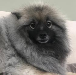 Lost Male Dog last seen The cove, Smith County, TX 75762