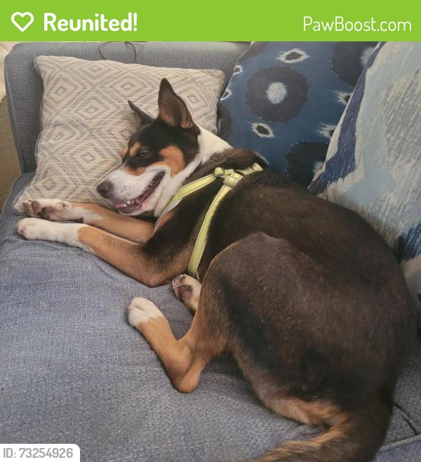 Reunited Female Dog last seen Arbor Vitae and Spruce Forest, Houston, TX 77092
