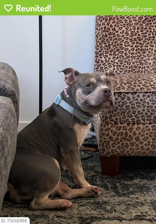 Reunited Female Dog last seen Old Ringgold Rd/Seminole Dr, Chattanooga, TN 37404