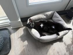 Lost Male Cat last seen Weatherly Road and Canstatt near elementary school, Huntsville, AL 35803