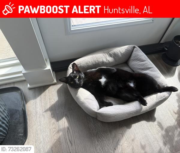Lost Male Cat last seen Weatherly Road and Canstatt near elementary school, Huntsville, AL 35803
