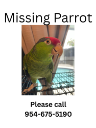 Reunited Male Bird last seen se 10th street, Deerfield Beach, FL 33441