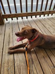 Reunited Male Dog last seen Main Street and Mill Street, Fort Loudon, PA 17224