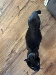 Lost Male Cat last seen Crystal falls, Mono Vista, CA 95370