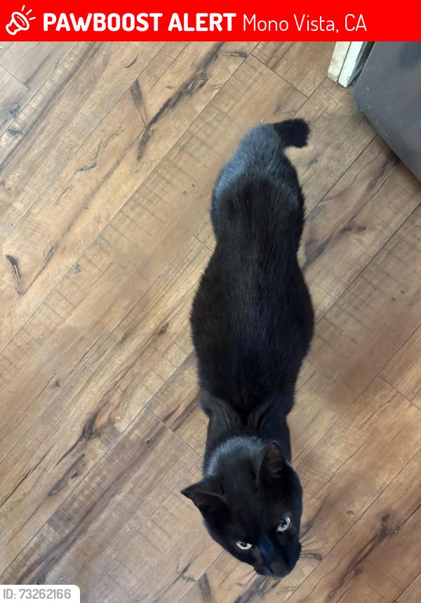 Lost Male Cat last seen Crystal falls, Mono Vista, CA 95370