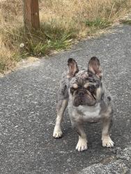 Reunited Male Dog last seen Corner of 132nd and Fairwood blvd, Renton, WA 98058