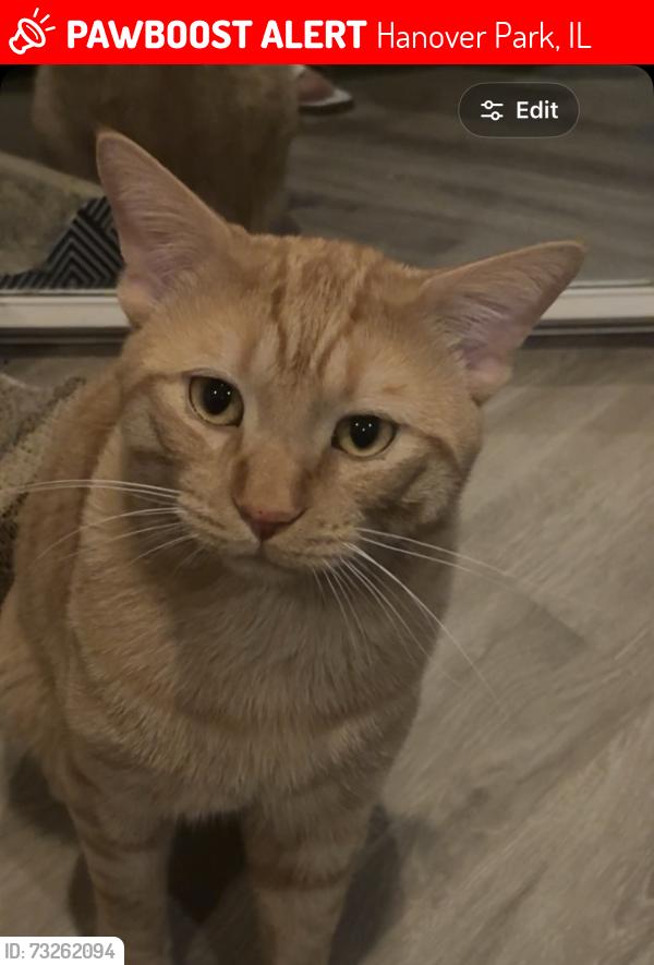Lost Male Cat last seen Dublin Ct & Dublin Ln, Hanover Park, IL 60133
