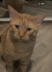 Lost Male Cat last seen Dublin Ct & Dublin Ln, Hanover Park, IL 60133