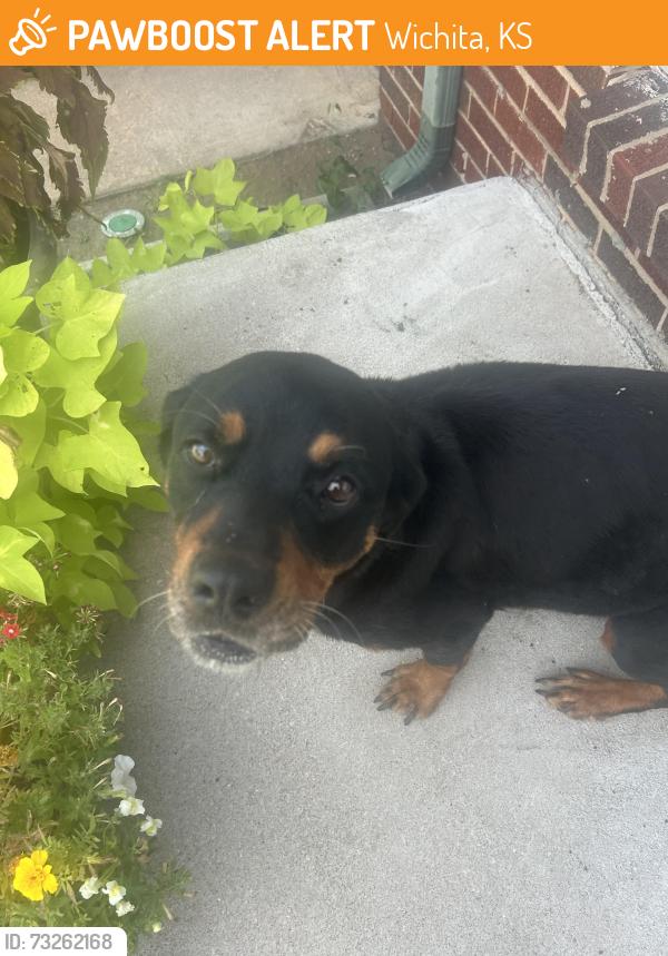 Found/Stray Female Dog last seen N Holyoke, Wichita, KS 67214
