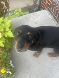 Found/Stray Female Dog last seen N Holyoke, Wichita, KS 67214