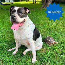 Shelter Stray Female Dog last seen Near, 2600 S Harding St, Indianapolis, IN 46221, USA