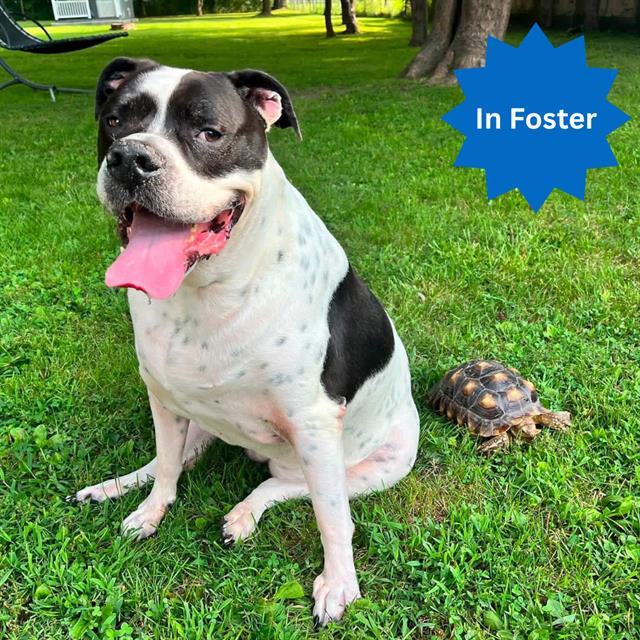 Shelter Stray Female Dog last seen Near, 2600 S Harding St, Indianapolis, IN 46221, USA