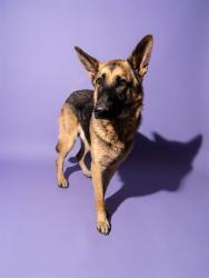 Shelter Stray Female Dog last seen Near BLOCK MONCRIEF, 2020 Forest St, Jacksonville, FL 32204, USA