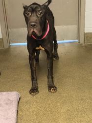 Shelter Stray Male Dog last seen Near BLOCK TOUCHTON RD, 2020 Forest St, Jacksonville, FL 32204, USA