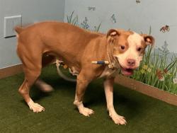 Shelter Stray Female Dog last seen , 38550 Sierra Hwy, Palmdale, CA 93550, USA